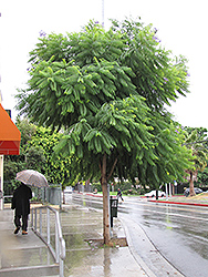 Brazilian Rosewood (Jacaranda mimosifolia) at Stonegate Gardens