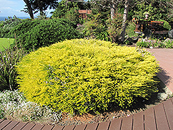 Golden Breath of Heaven (Coleonema pulchellum 'Aurea') at Stonegate Gardens