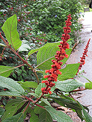 Red Velvet Sage (Salvia confertifolia) at Stonegate Gardens