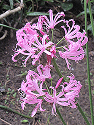 Bowden Cornish Lily (Nerine bowdenii) at Stonegate Gardens