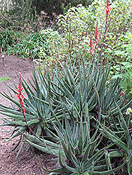 Book Aloe (Aloe suprafoliata) at Stonegate Gardens