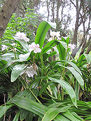 Moore's Crinum Lily (Crinum moorei) at Stonegate Gardens