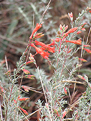 Select Mattole California Fuchsia (Epilobium septentrionalis 'Select Mattole') at Stonegate Gardens
