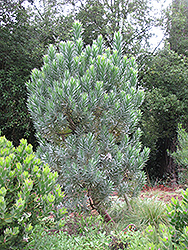 Silver Tree (Leucadendron argenteum) at Stonegate Gardens