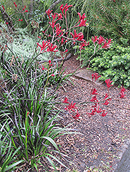 Big Red Kangaroo Paw (Anigozanthos 'Big Red') at Lakeshore Garden Centres