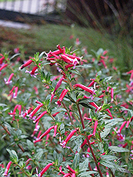 Starfire Pink Firecracker Plant (Cuphea ignea 'Starfire Pink') at Stonegate Gardens