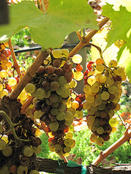 French Colombard Grape (Vitis 'French Colombard') at Stonegate Gardens
