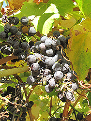 Grenache Grape (Vitis 'Grenache') at Stonegate Gardens