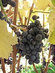 Mourvedre Grape (Vitis 'Mourvedre') at Stonegate Gardens