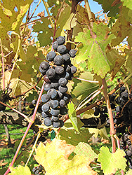 Cabernet Sauvignon Grape (Vitis 'Cabernet Sauvignon') at Stonegate Gardens
