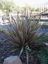 Rainbow Sunrise New Zealand Flax (Phormium tenax 'Rainbow Sunrise') at Stonegate Gardens
