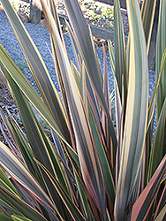 Rainbow Sunrise New Zealand Flax (Phormium tenax 'Rainbow Sunrise') at Wallitsch Nursery And Garden Center