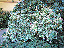 Variegated Japanese Pieris (Pieris japonica 'Variegata') at Stonegate Gardens