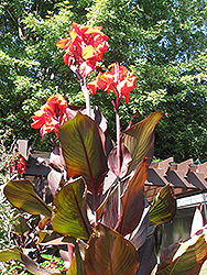 Wintzer's Colossal Canna (Canna 'Wintzer's Colossal') at Stonegate Gardens