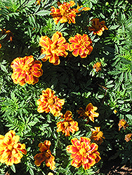 Disco Queen Marigold (Tagetes patula 'Disco Queen') at Stonegate Gardens