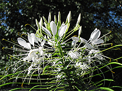 Helen Campbell Spiderflower (Cleome hassleriana 'Helen Campbell') at Stonegate Gardens