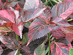 Tricolor Copper Plant (Acalypha wilkesiana 'Tricolor') at Stonegate Gardens