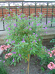 Blue Potato Bush (tree form) (Solanum rantonnetii '(tree form)') at Stonegate Gardens