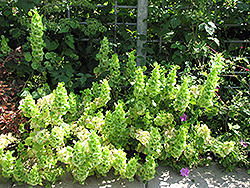 Bells Of Ireland (Moluccella laevis) at Stonegate Gardens