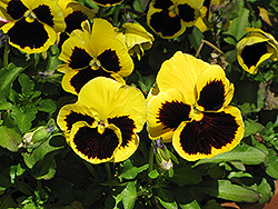 Delta Yellow With Blotch Pansy (Viola x wittrockiana 'Delta Yellow With Blotch') at Stonegate Gardens