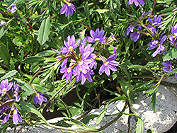 Top Pot Blue Fan Flower (Scaevola aemula 'Top Pot Blue') at Stonegate Gardens