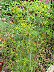 Dukat Dill (Anethum graveolens 'Dukat') at Stonegate Gardens