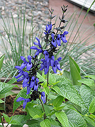 Black And Blue Anise Sage (Salvia guaranitica 'Black And Blue') at Stonegate Gardens