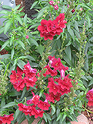 Madame Butterfly Red Snapdragon (Antirrhinum majus 'Madame Butterfly Red') at Stonegate Gardens