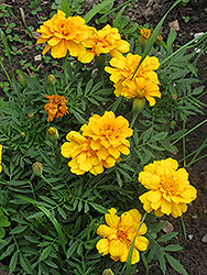 Zenith Golden Yellow Marigold (Tagetes patula 'Zenith Golden Yellow') at Stonegate Gardens