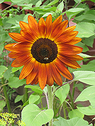 Red Sun Annual Sunflower (Helianthus annuus 'Red Sun') at Stonegate Gardens