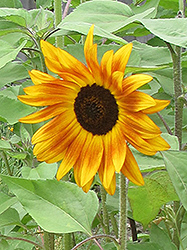 Evening Sun Annual Sunflower (Helianthus annuus 'Evening Sun') at Stonegate Gardens