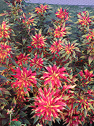 Summer Poinsettia (Amaranthus tricolor) at Stonegate Gardens