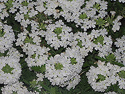 Superbena Bushy White Verbena (Verbena 'Superbena Bushy White') at Stonegate Gardens