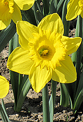 King Alfred Daffodil (Narcissus 'King Alfred') at Stonegate Gardens