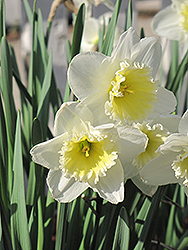 Ice Follies Daffodil (Narcissus 'Ice Follies') at Stonegate Gardens