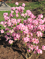 April Song Rhododendron (Rhododendron 'April Song') at Stonegate Gardens