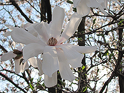 Waterlily Magnolia (Magnolia stellata 'Waterlily') at Stonegate Gardens