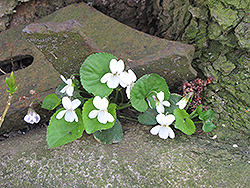 White Wood Violet (Viola odorata 'Alba') at Stonegate Gardens