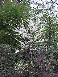 Texas White Redbud (Cercis canadensis 'Texas White') at Stonegate Gardens