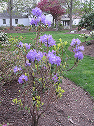 Blue Baron Rhododendron (Rhododendron 'Blue Baron') at Stonegate Gardens