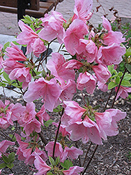 Wyandotte Azalea (Rhododendron 'Wyandotte') at Stonegate Gardens