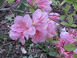 Wyandotte Azalea (Rhododendron 'Wyandotte') at Stonegate Gardens