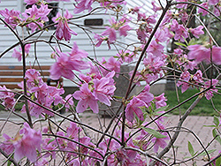 Lake Ontario Azalea (Rhododendron 'Lake Ontario') at Stonegate Gardens