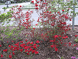 Brick Red Azalea (Rhododendron kaempferi 'Brick Red') at Stonegate Gardens