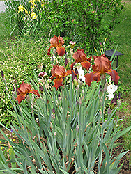 Sultan's Palace Iris (Iris 'Sultan's Palace') at A Very Successful Garden Center