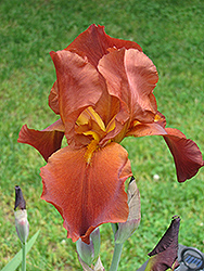 Sultan's Palace Iris (Iris 'Sultan's Palace') at A Very Successful Garden Center