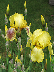 Harvest Of Memories Iris (Iris 'Harvest Of Memories') at Stonegate Gardens