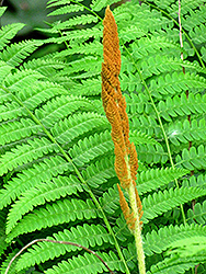 Cinnamon Fern (Osmunda cinnamomea) at Stonegate Gardens