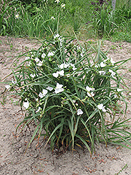 Snowcap Spiderwort (Tradescantia x andersoniana 'Snowcap') at A Very Successful Garden Center