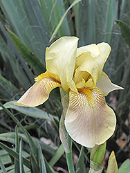 Sunol Iris (Iris 'Sunol') at Stonegate Gardens